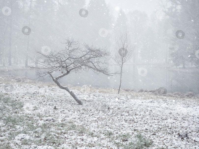 Скачать Минималистский зимний пейзаж с двумя деревьями в парке. фотосток Ozero