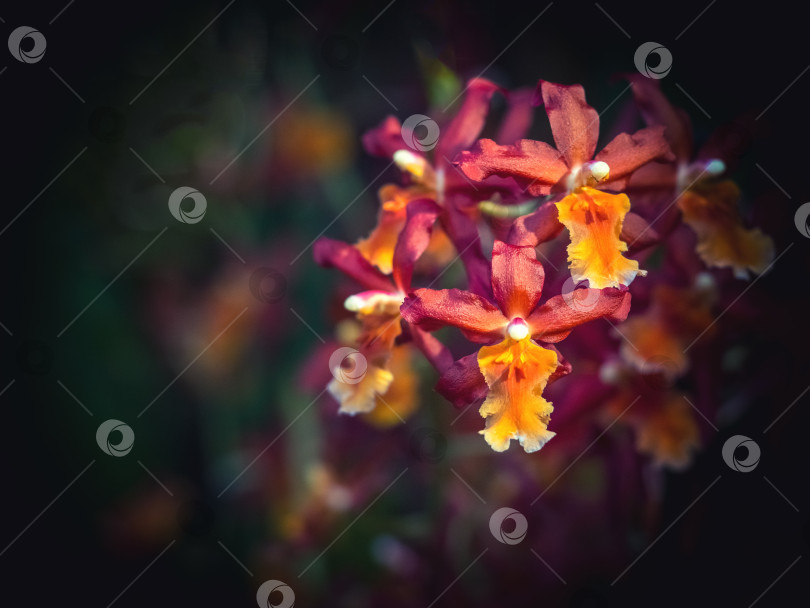 Скачать Редкая декоративная орхидея. Цветок маленькой розовой орхидеи, представитель семейства орхидных (Orchidaceae). фотосток Ozero