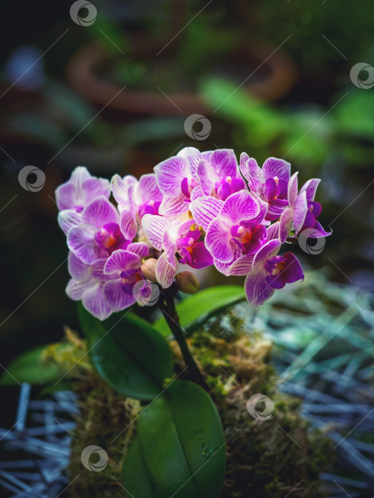 Скачать Цветущая редкая орхидея фаленопсис. Разведение орхидей. фотосток Ozero