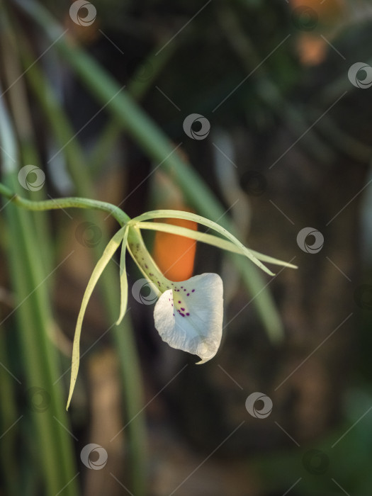 Скачать Цветок Брассаволы, представитель семейства орхидных (Orchidaceae) фотосток Ozero