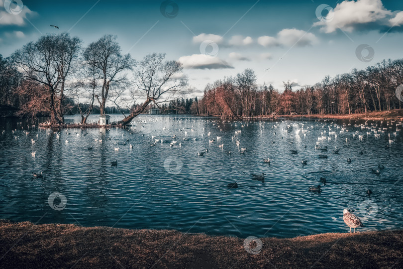 Скачать Красивый ранневесенний пейзаж с птицами на озере в парке. фотосток Ozero