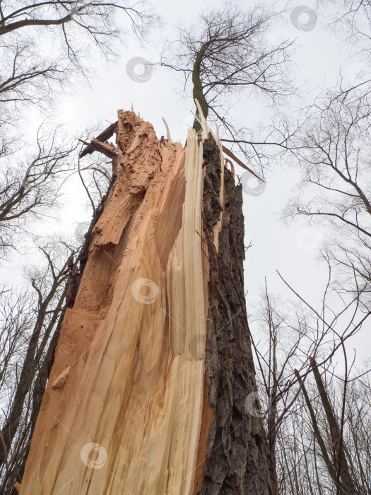 Скачать Сломанное дерево на фоне яркого неба. Последствия штормового ветра. Концепция изменения климата фотосток Ozero