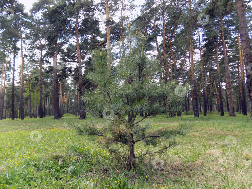 Скачать Молодая сосна на фоне старших деревьев. Следующее поколение фотосток Ozero