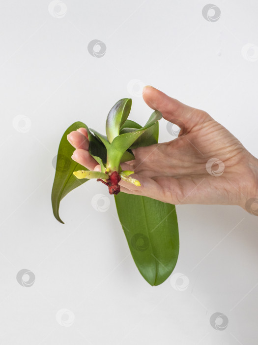 Скачать Растущие молодые корни саженца орхидеи в руках на белом фоне. фотосток Ozero