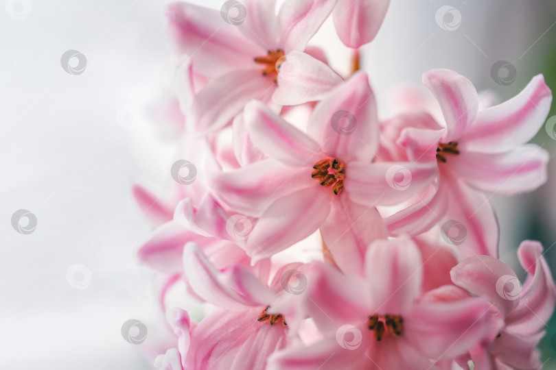 Скачать Цветущие розовые гиацинты, фон из весенних цветов. фотосток Ozero