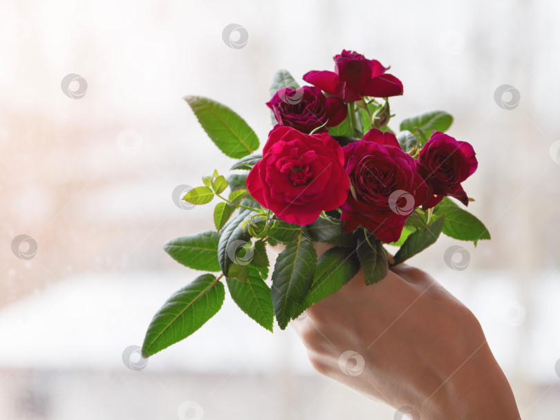 Скачать Букет красных роз в руке на фоне окна. Закрыть. фотосток Ozero