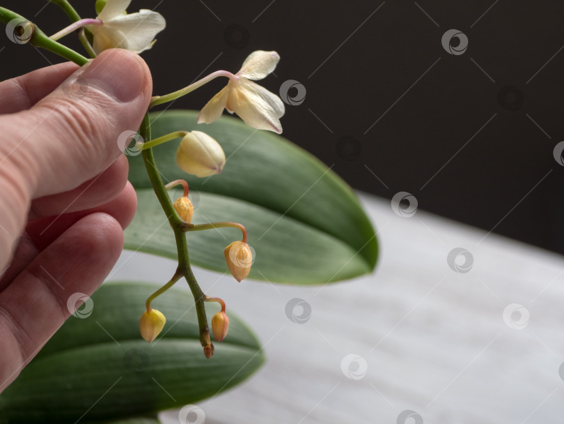 Скачать Болезнь орхидей. Высыхание и опадание молодых бутонов у орхидеи фотосток Ozero
