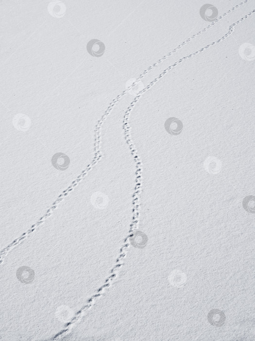 Скачать Цепочка следов на снегу - это исчезающая перспектива. Птичьи следы на снегу фотосток Ozero