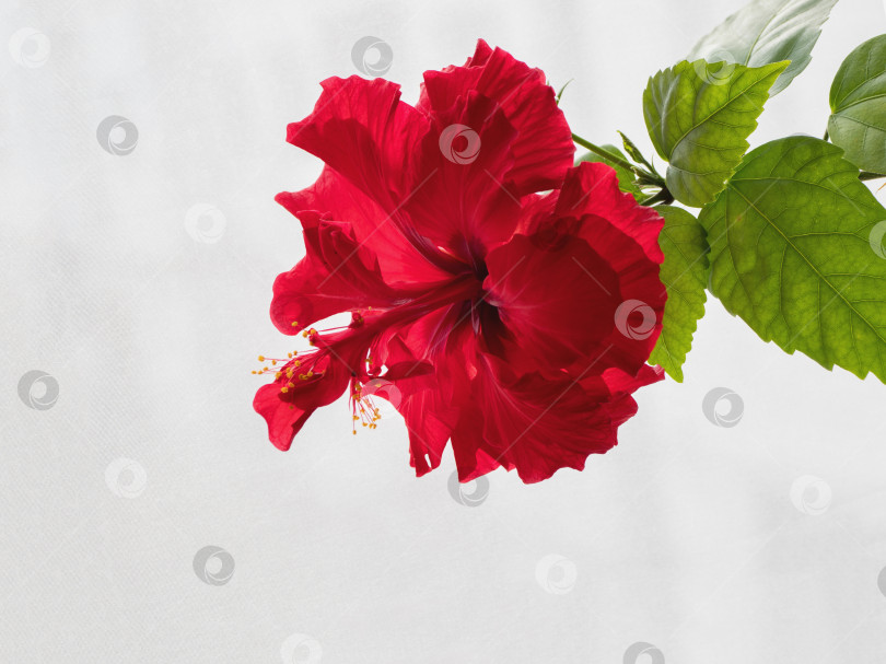 Скачать Красный махровый цветок китайского гибискуса на белом фоне фотосток Ozero