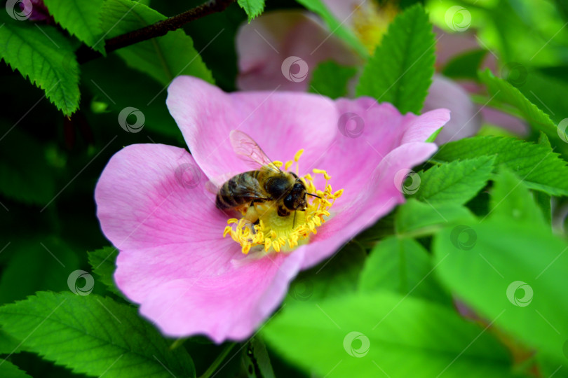 Скачать Пчела, собирающая нектар с цветка дикой розы фотосток Ozero