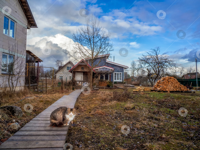 Скачать Дворовый кот и фермерский домик с дровами ранней весной. фотосток Ozero