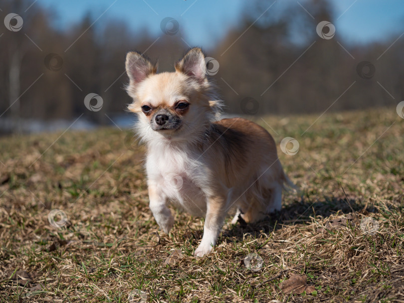 Скачать Длинношерстная собака чихуахуа соболиного окраса позирует на открытом воздухе. фотосток Ozero