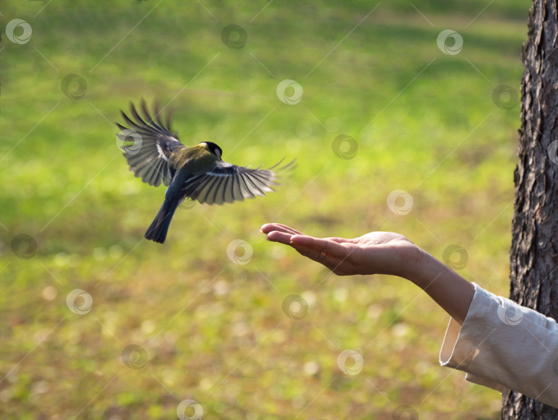 Скачать Сиська на женской руке в парке. Закрыть. Птица ест корм у него из рук. Кормление птиц на природе. фотосток Ozero