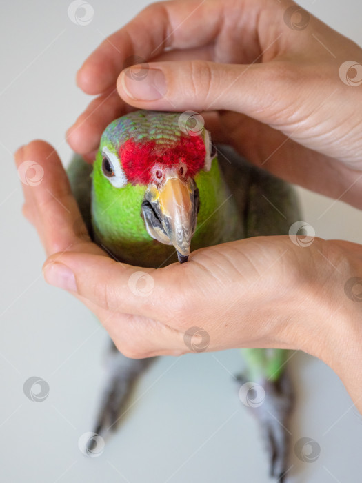 Скачать Большой зеленый амазонский попугай в нежных объятиях. Реабилитация птиц, любовь к попугаям. фотосток Ozero