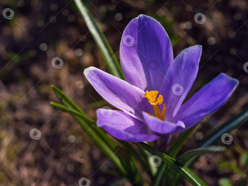 Скачать Крокусы на солнечном лугу. Яркий весенний фон. фотосток Ozero