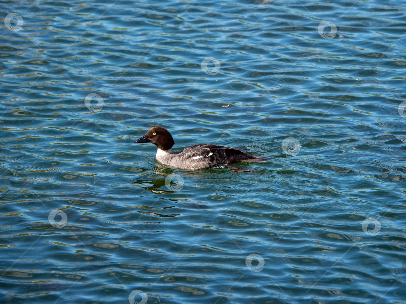 Скачать Молодая птица- утка с холщовой спинкой на голубой воде. фотосток Ozero