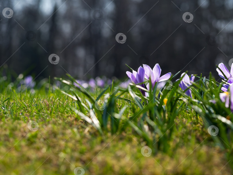 Скачать Крокусы на солнечном лугу. Яркий весенний фон. фотосток Ozero