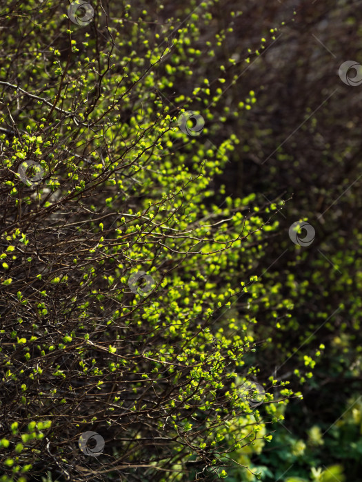 Скачать Естественный зеленый фон. Бутоны распускаются весной. фотосток Ozero