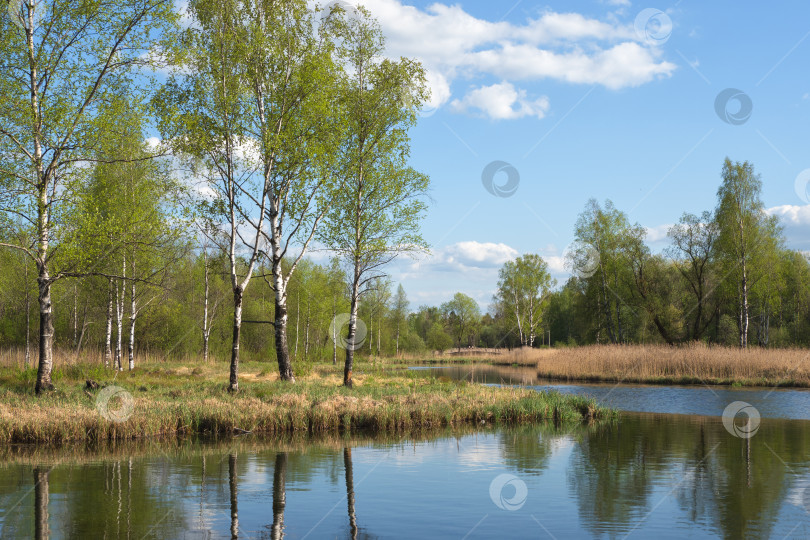 Скачать Красивый весенний пейзаж с березами у пруда фотосток Ozero