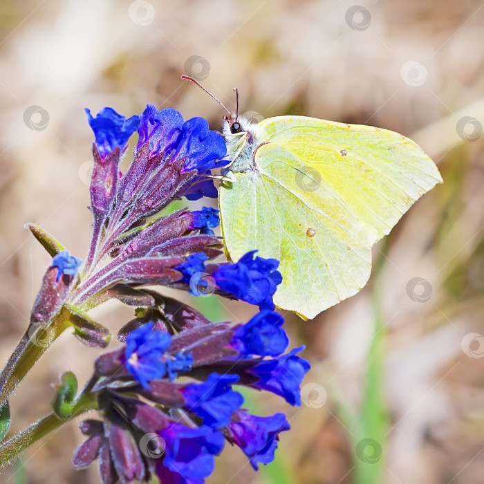 Скачать Бабочка Гонептерикс, растение Pulmonaria dacica Simonk фотосток Ozero