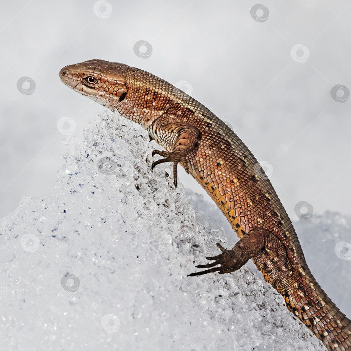 Скачать Песчаная ящерица ( лат. Lacerta agilis ) на снегу фотосток Ozero