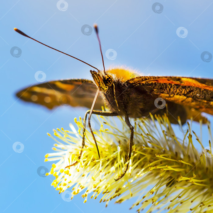 Скачать Бабочки павлиньи (лат. Иначис ио) фотосток Ozero