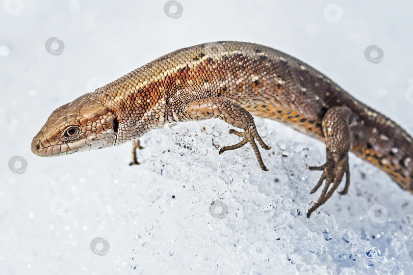 Скачать Песчаная ящерица ( лат. Lacerta agilis ) на снегу фотосток Ozero