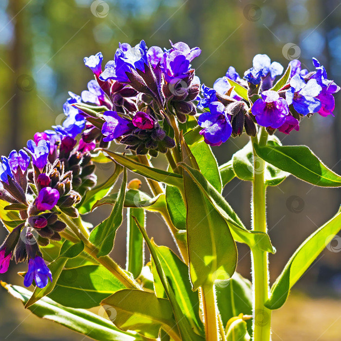 Скачать Мягчайшая медуница ( Pulmonaria mollis ) фотосток Ozero