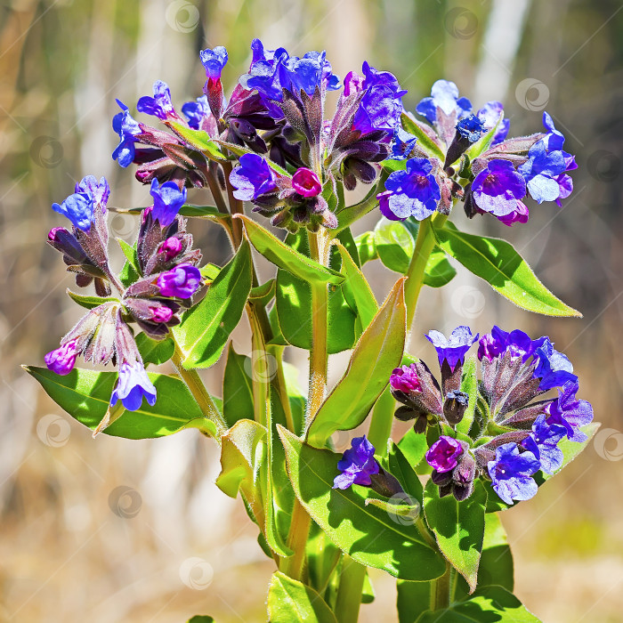 Скачать Мягчайшая медуница ( Pulmonaria mollis ) фотосток Ozero