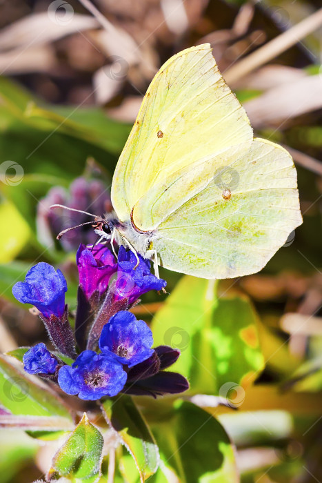 Скачать Бабочка Гонептерикс, растение Pulmonaria dacica Simonk фотосток Ozero