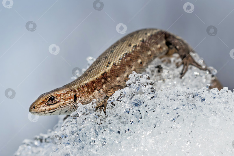 Скачать Песчаная ящерица ( лат. Lacerta agilis ) на снегу фотосток Ozero