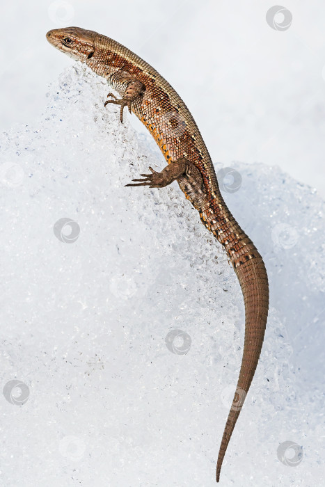 Скачать Песчаная ящерица ( лат. Lacerta agilis ) на снегу фотосток Ozero