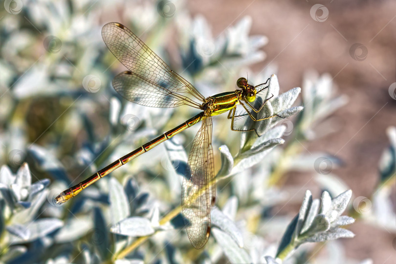 Скачать Семейство стрекоз счастливых (лат.Lestidae) фотосток Ozero