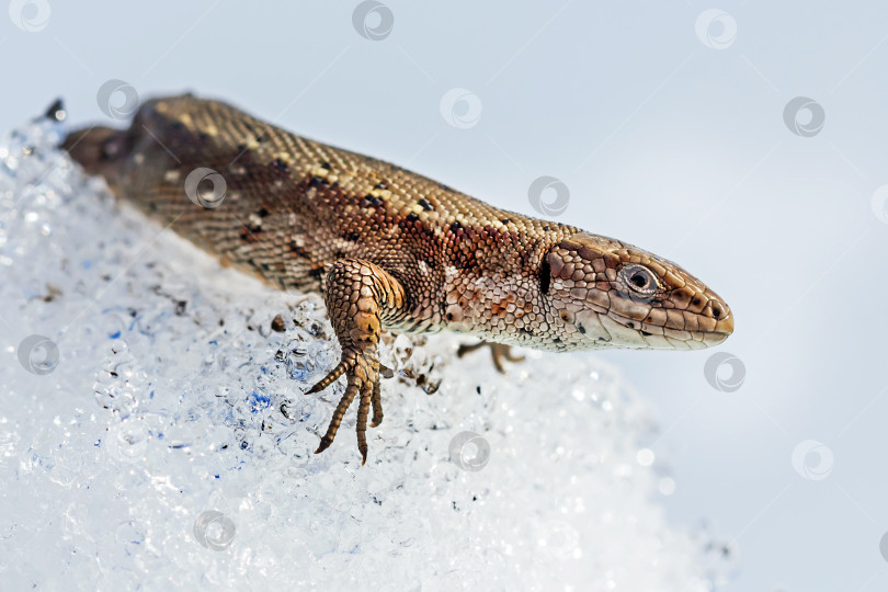 Скачать Песчаная ящерица ( лат. Lacerta agilis ) на снегу фотосток Ozero