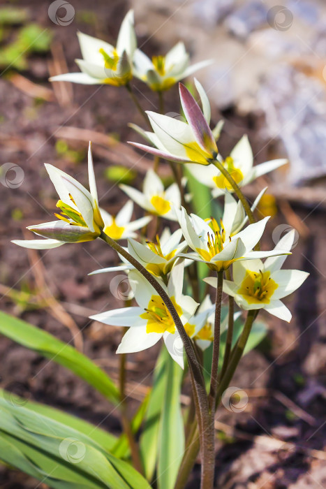 Скачать Цветущий туркестанский тюльпан (Tulipa turkestanica) фотосток Ozero