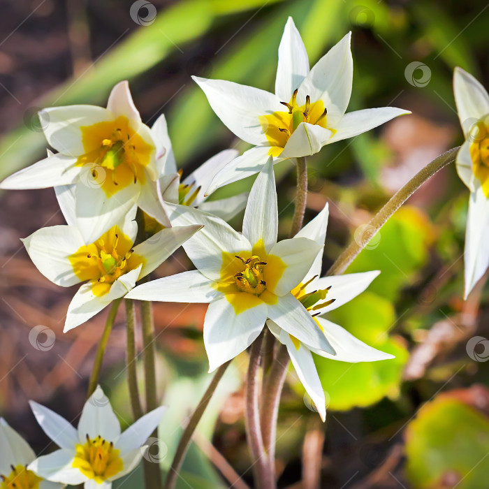 Скачать Цветущий туркестанский тюльпан (Tulipa turkestanica) фотосток Ozero