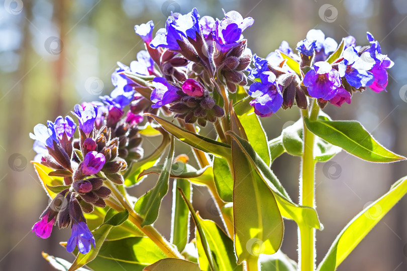 Скачать Мягчайшая медуница ( Pulmonaria mollis ) фотосток Ozero