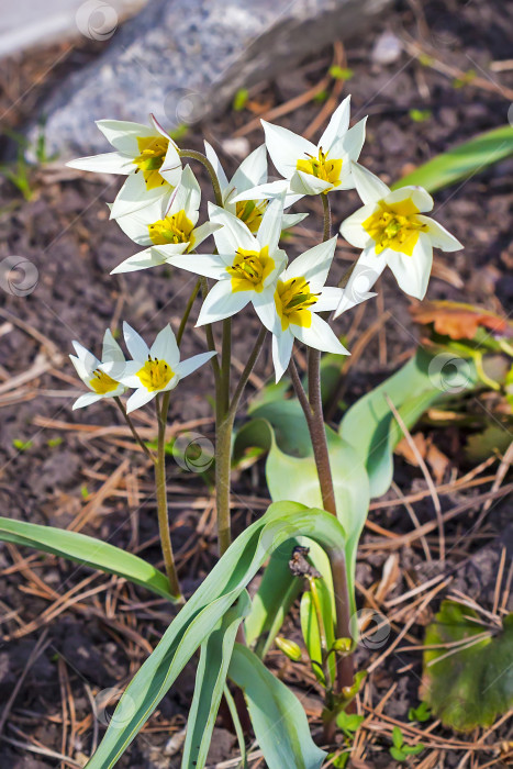 Скачать Цветущий туркестанский тюльпан (Tulipa turkestanica) фотосток Ozero