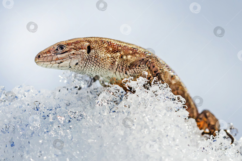 Скачать Песчаная ящерица ( лат. Lacerta agilis ) на снегу фотосток Ozero