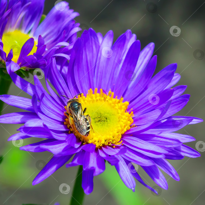 Скачать Цветущая альпийская астра (Aster alpinus) фотосток Ozero