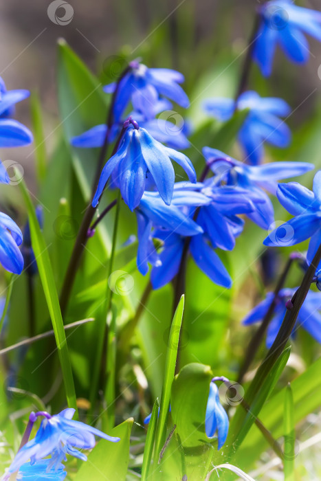 Скачать Цветущая сибирская сцилла (Scilla siberica) фотосток Ozero