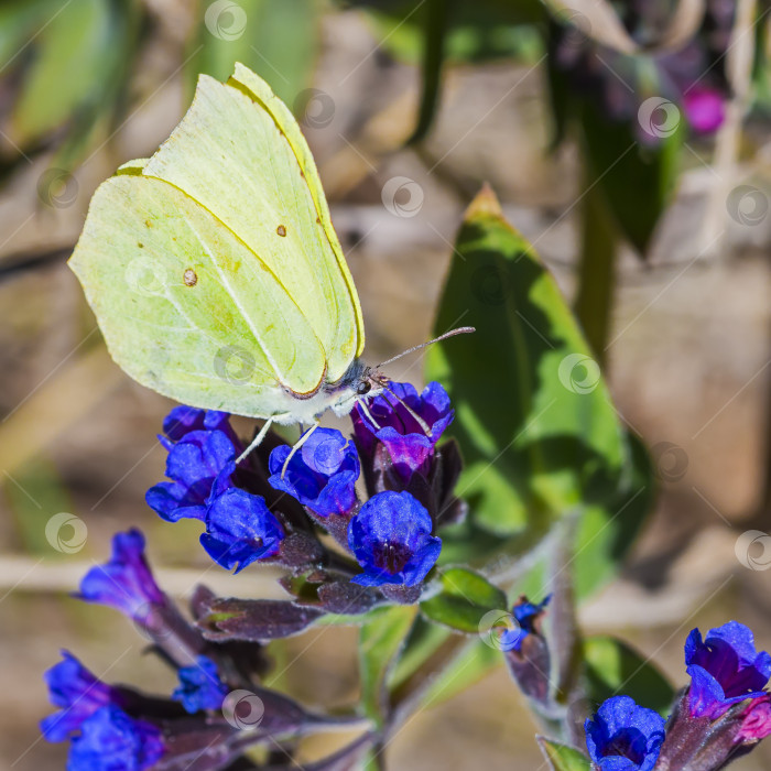 Скачать Бабочка Гонептерикс, растение Pulmonaria dacica Simonk фотосток Ozero