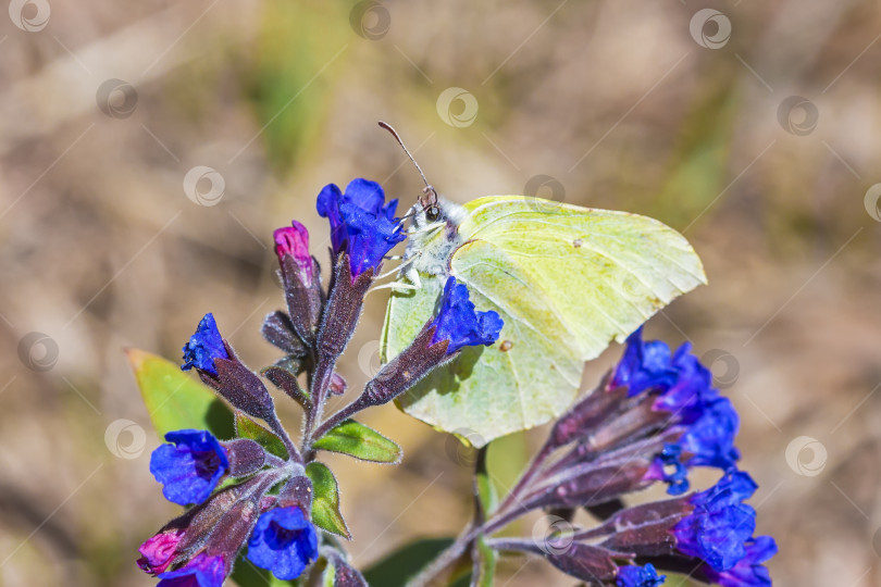 Скачать Бабочка Гонептерикс, растение Pulmonaria dacica Simonk фотосток Ozero