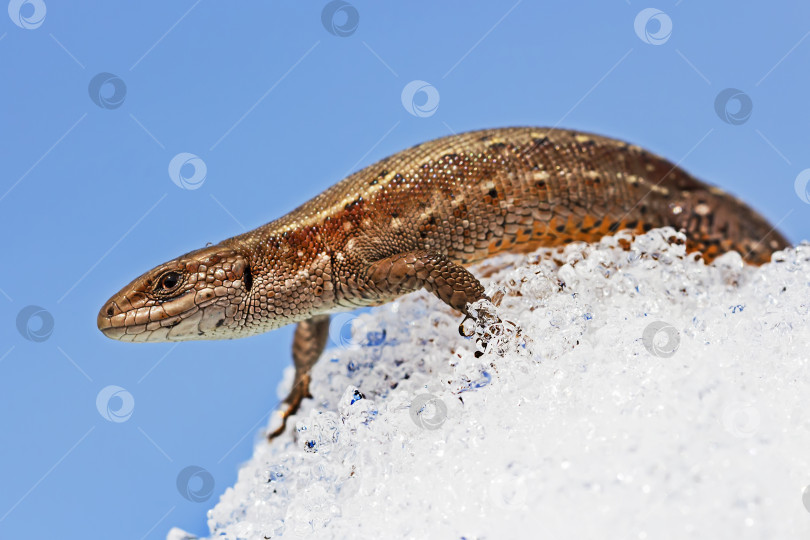 Скачать Песчаная ящерица ( лат. Lacerta agilis ) на снегу фотосток Ozero