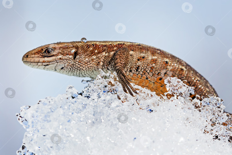 Скачать Песчаная ящерица ( лат. Lacerta agilis ) на снегу фотосток Ozero