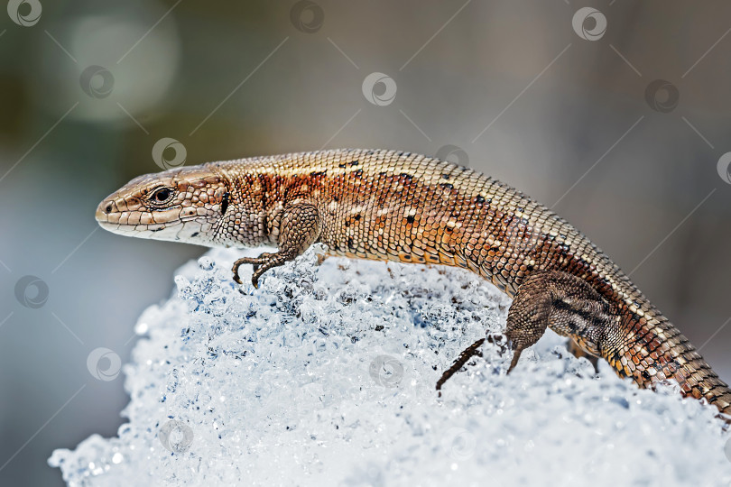 Скачать Песчаная ящерица ( лат. Lacerta agilis ) на снегу фотосток Ozero