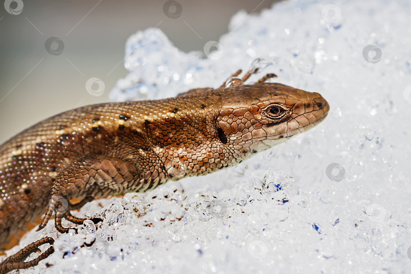 Скачать Песчаная ящерица ( лат. Lacerta agilis ) на снегу фотосток Ozero