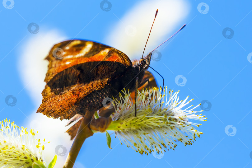 Скачать Бабочки павлиньи (лат. Иначис ио) фотосток Ozero