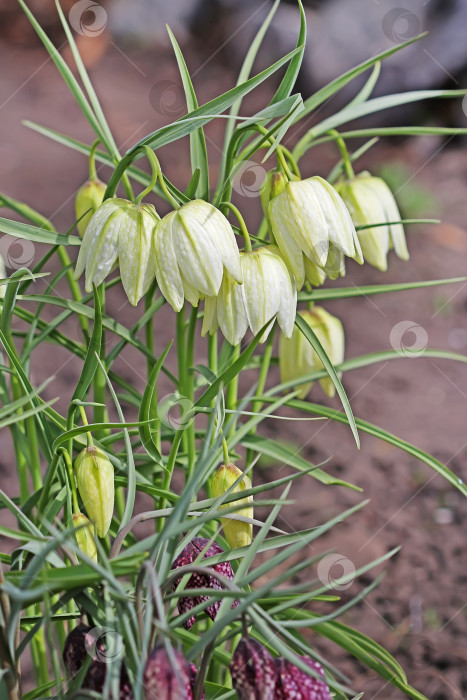 Скачать Садовый шахматный цветок Фритиллярия (Fritillaria meleagris) фотосток Ozero