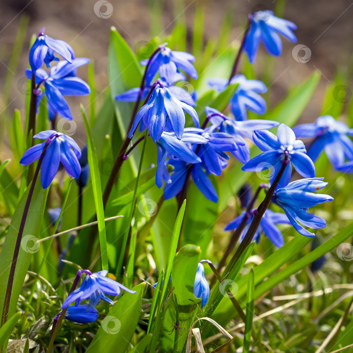 Скачать Цветущая сибирская сцилла (Scilla siberica) фотосток Ozero